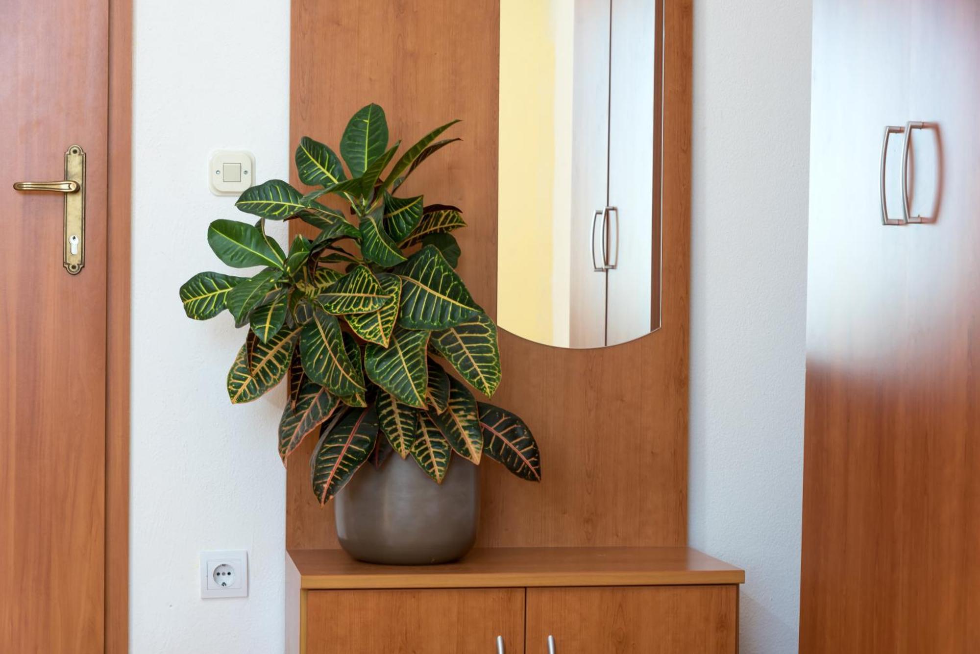 Apartments Vila Adrijana & Fitness Studio Wolf Bv Baska Voda Bagian luar foto